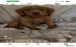 Cocker Spaniel dogs for sale: Beautiful Cocker Spaniel  - Advert 3