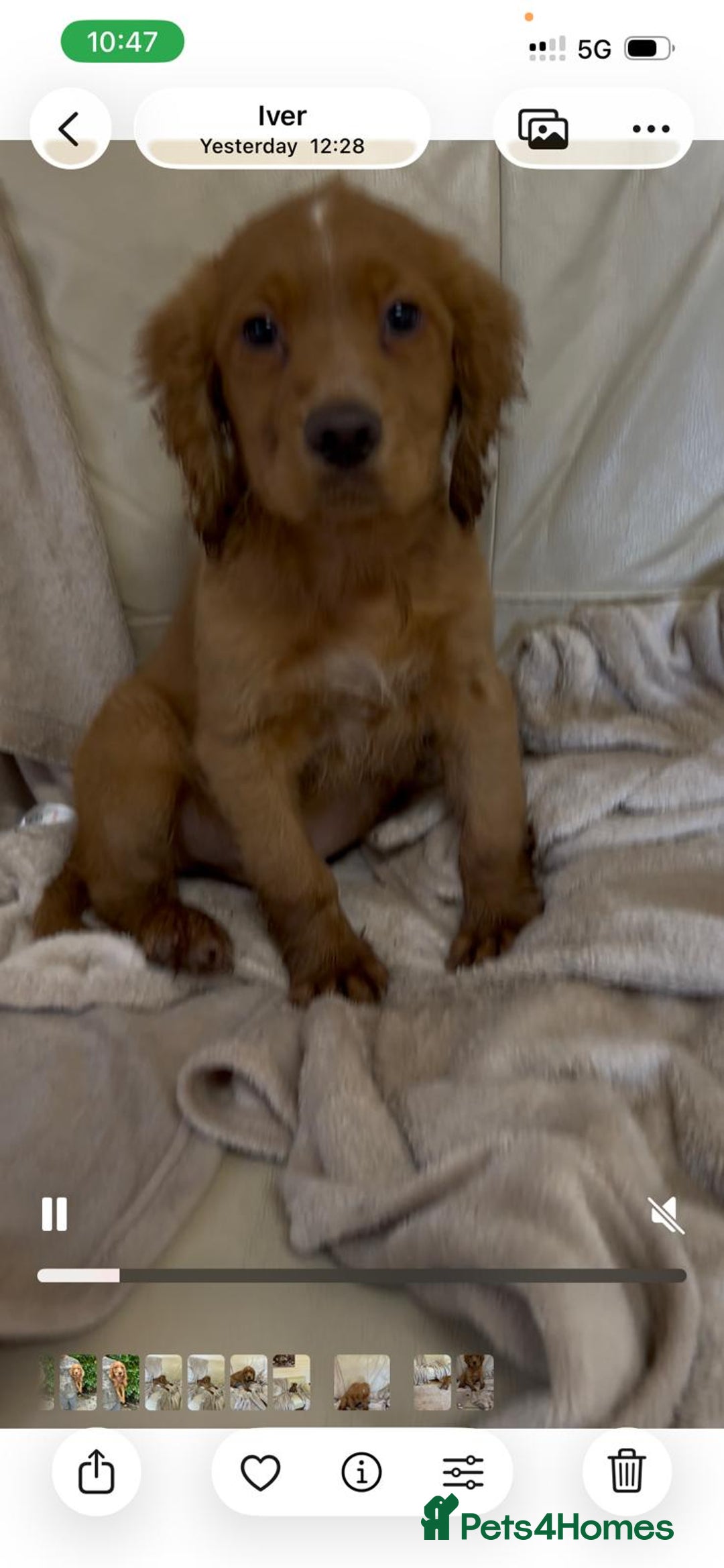 Cocker Spaniel dogs for sale: Beautiful Cocker Spaniel  - Advert 3