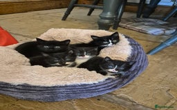 Mixed Breed cats for sale: Beautiful Kittens- Ready Now - Image 1