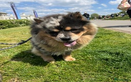 Chow Chow dogs for sale: Stunning chows ready for  **   - Image 9