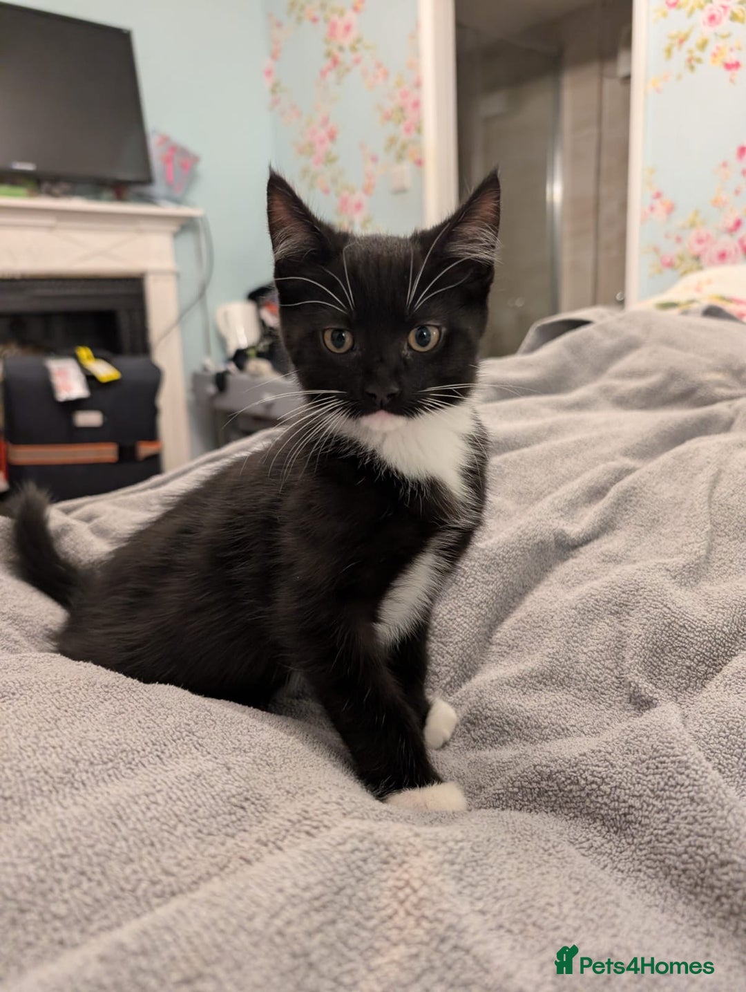 Maine Coon cats for sale: Maine coon cross kittens for sale - Advert 4