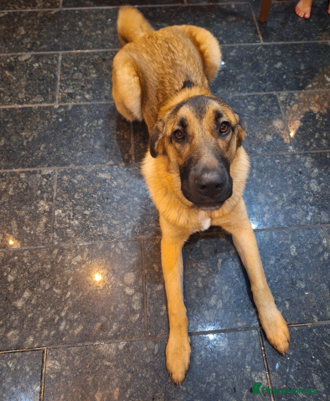 Mixed Breed dogs Cali – Beautiful Kangal × German Shepherd - Advert 1