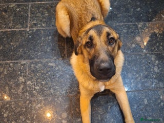 Mixed Breed dogs Cali – Beautiful Kangal × German Shepherd - Advert 1