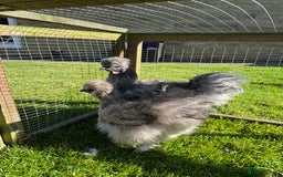 Chickens poultry for sale: Young silkies - 2 cockerels and one hen - Image 15