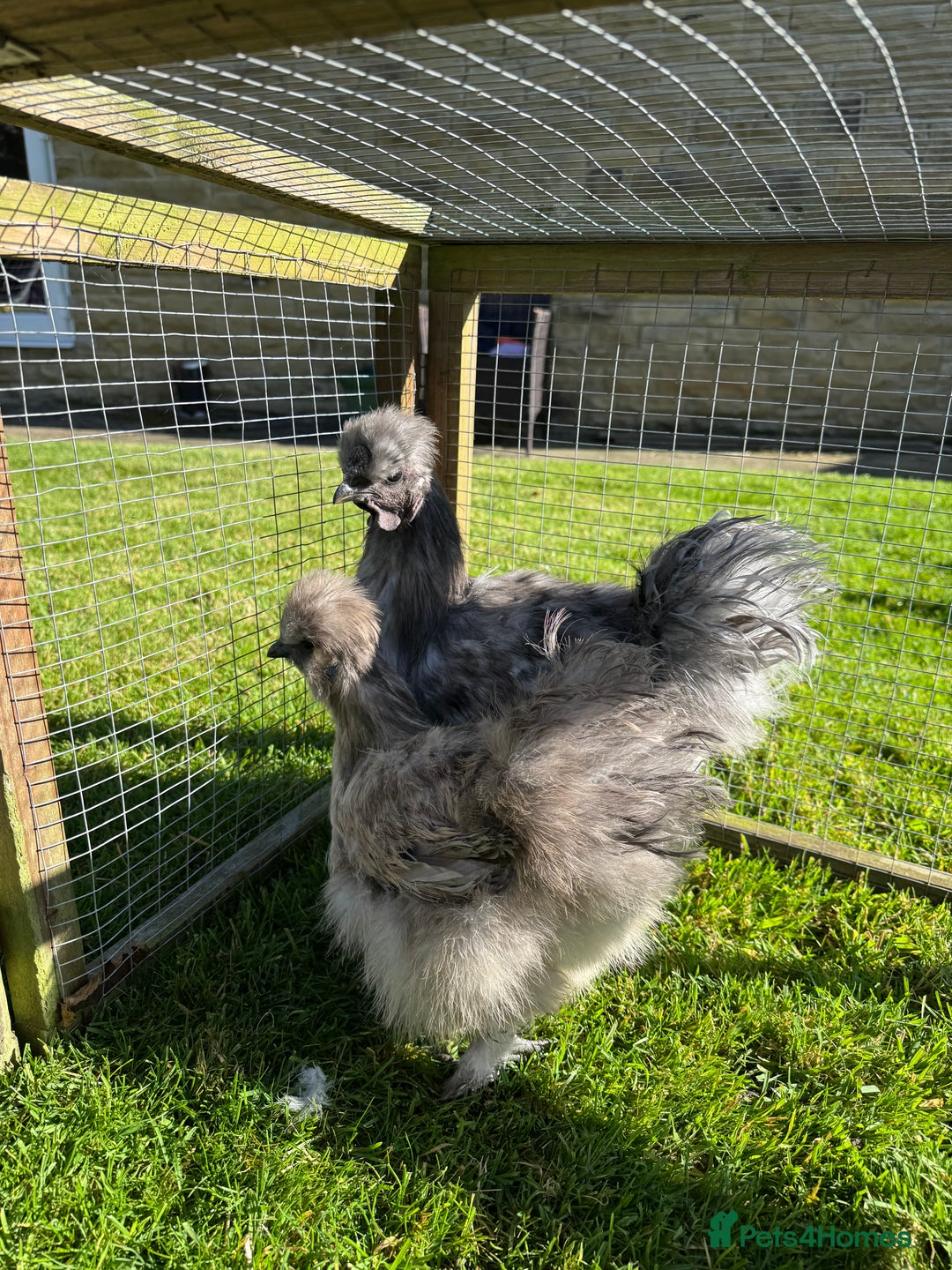 Chickens poultry for sale: Young silkies - 2 cockerels and one hen - Image 15