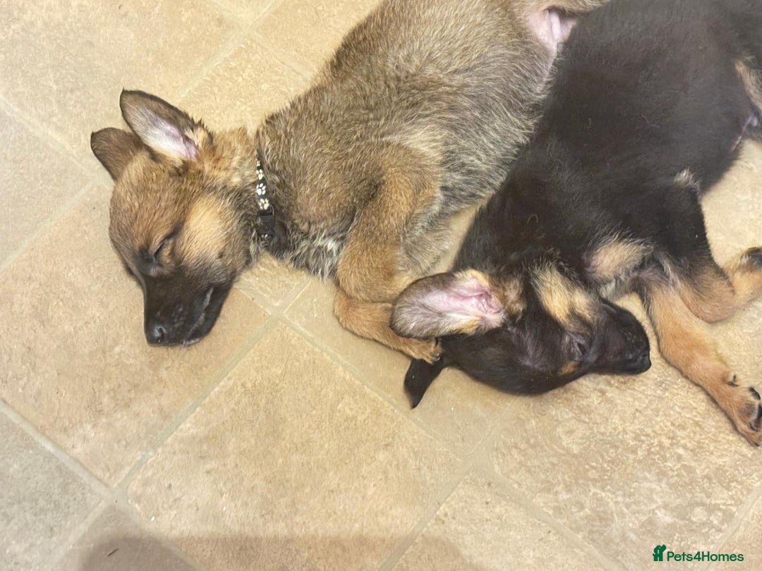 Mixed Breed dogs for sale: Malinois rotti cross puppy’s for sale - Image 12