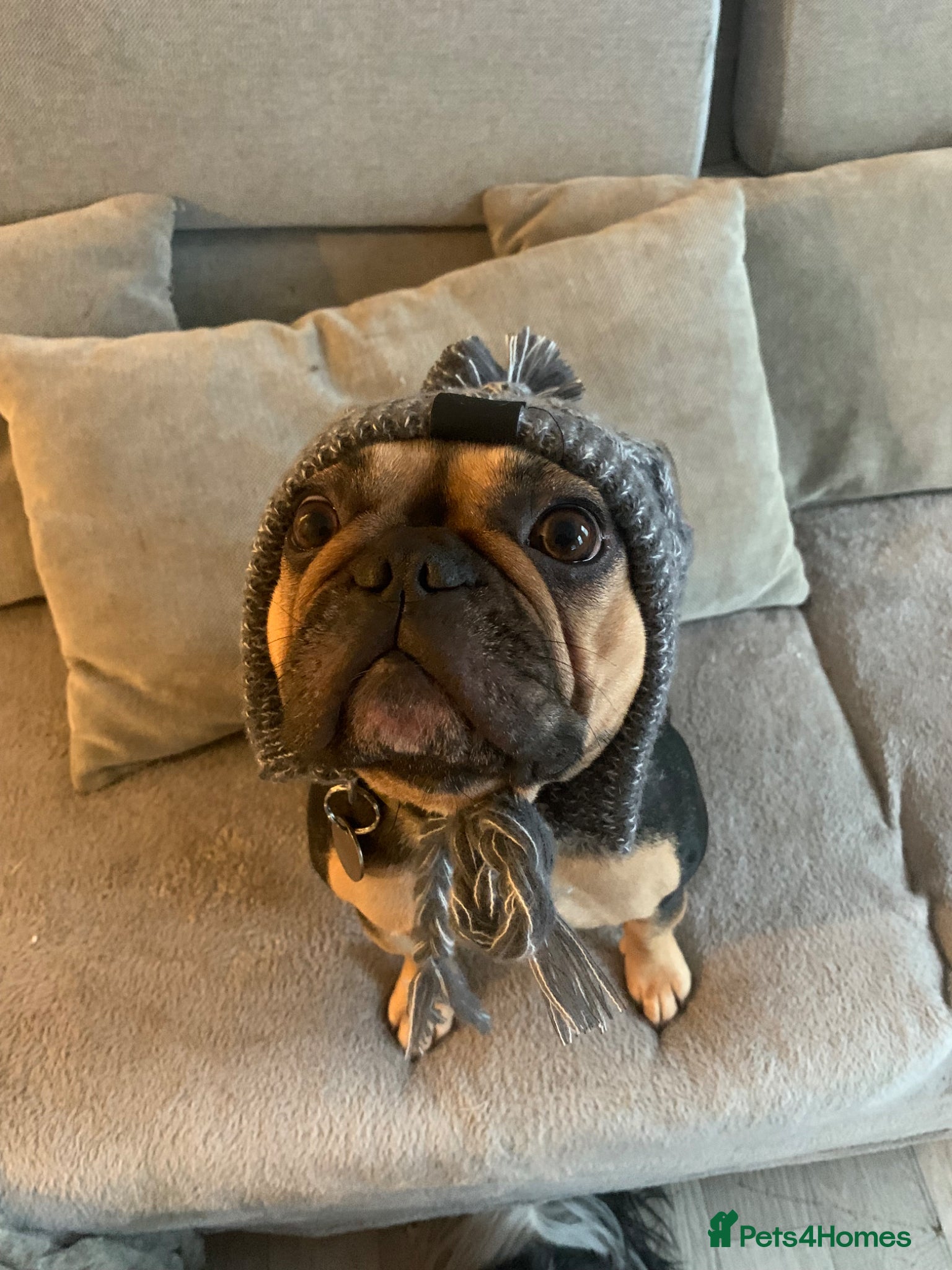 French Bulldog dogs 4 year old frenchie girl in need of a new home - Advert 3