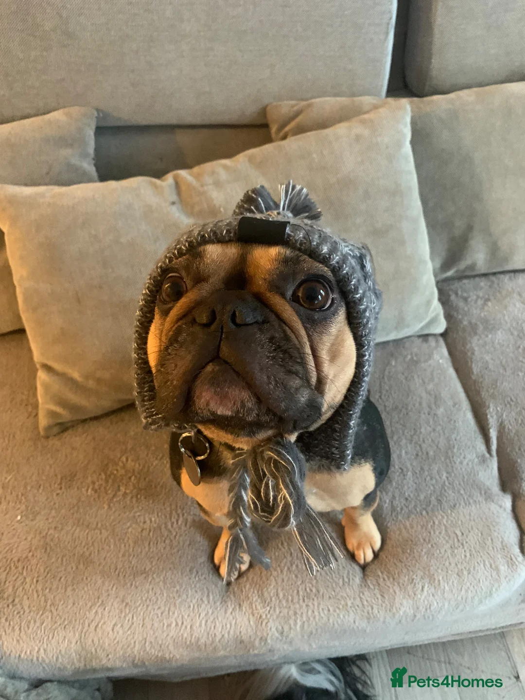 French Bulldog dogs for sale: 4 year old frenchie girl in need of a new home - Advert 2