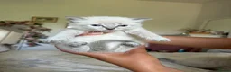 Ragdoll cats for sale: Beautiful pure bred Blue Point Ragdoll kittens  - Advert 9