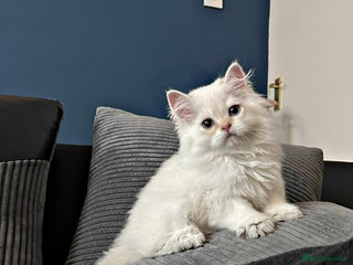 British Longhair cats - Advert 4