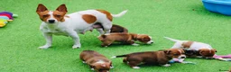 Jack Russell dogs for sale: *** 5 stunning puppies available *** - Advert 27