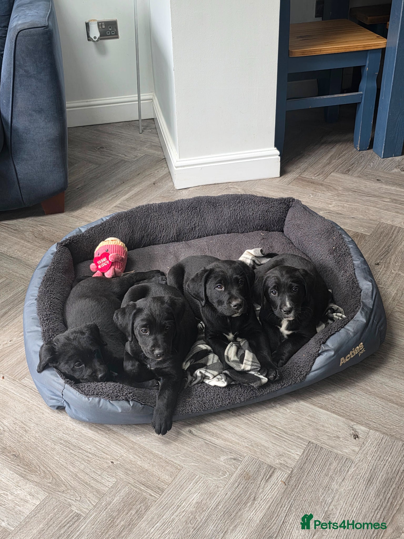 Mixed Breed dogs Labernese F1 Puppies - Advert 2