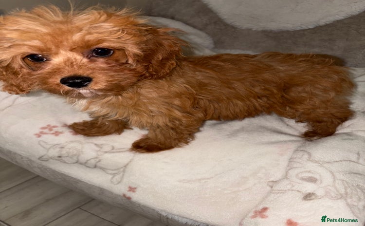Cavapoo dogs - Advert 12