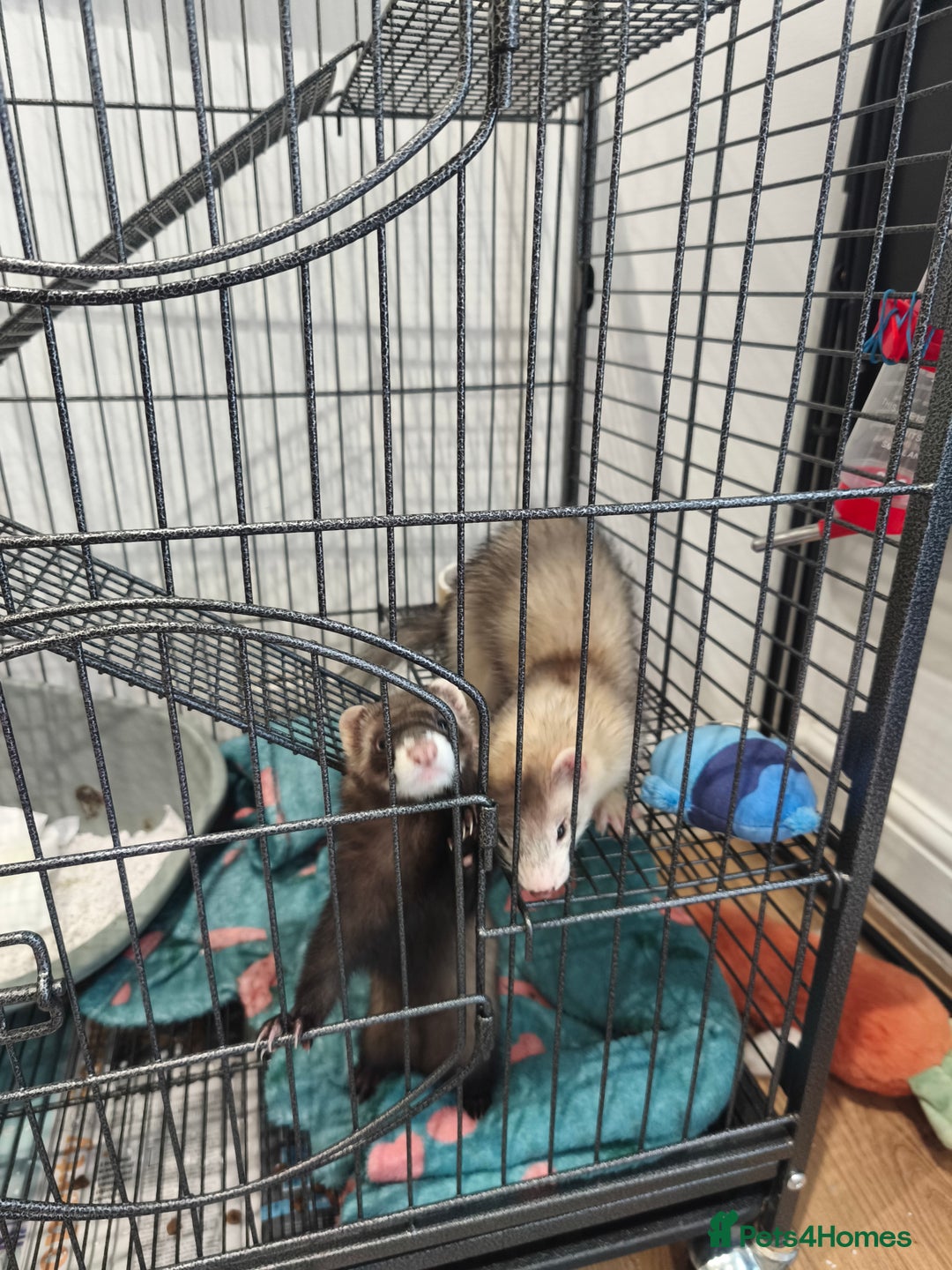 Ferret rodents for sale: 2 Female Ferrets  - Image 3
