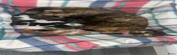 Mixed Breed cats for sale: 4 beautiful kittens  - Advert 17