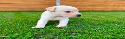 Labrador Retriever dogs for sale: KC Registered Labrador Babies 🐾🐾🐾 - Advert 16