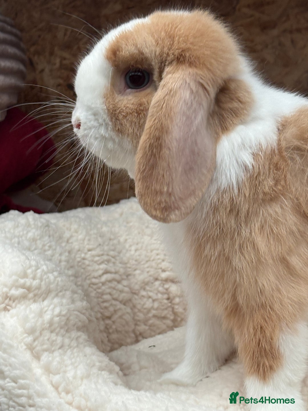 Mini Lop rabbits for sale: Stunning friendly boy, showline mini lop - Image 2