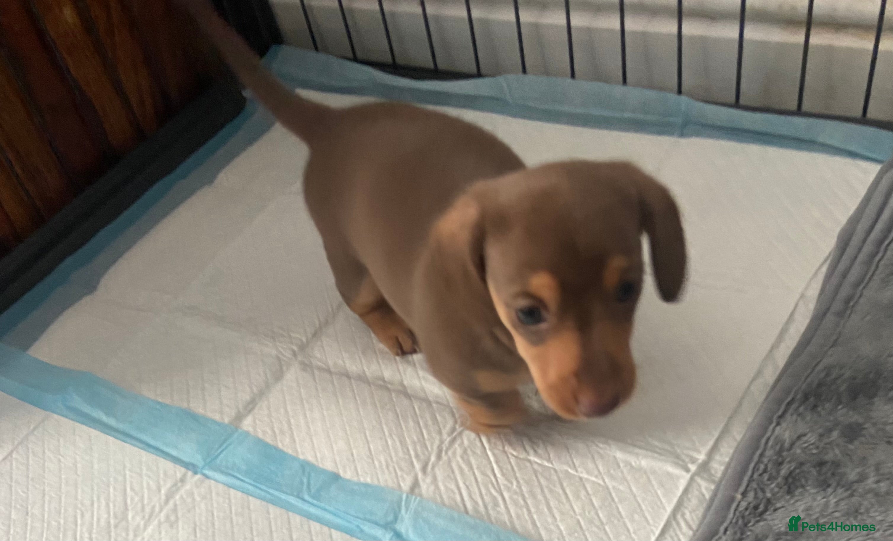 Dachshund dogs BEAUTIFUL FEMALE MINI DACHSHUND LEFT  - Advert 3