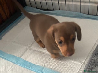 Dachshund dogs 1 female mini dachshund left - Advert 6
