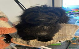 Cockapoo dogs for sale: Cockapoo puppy for sale - Image 1