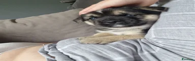 Mixed Breed 3