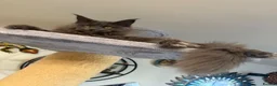 Maine Coon cats for sale: 💙*🦁*BLUE MAINE COON*💎*KITTENS*🦁*💙 - Advert 5