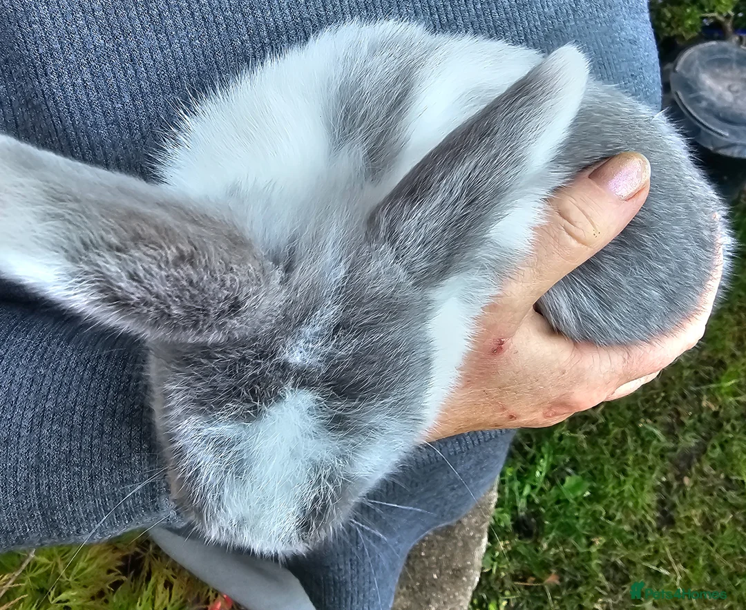 Mini Lop rabbits for sale: Male mini lop last one ready for new home  - Advert 2