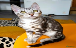 Bengal cats for sale: Exceptional Bengal kittens Available  - Image 21