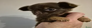 Chihuahua 5