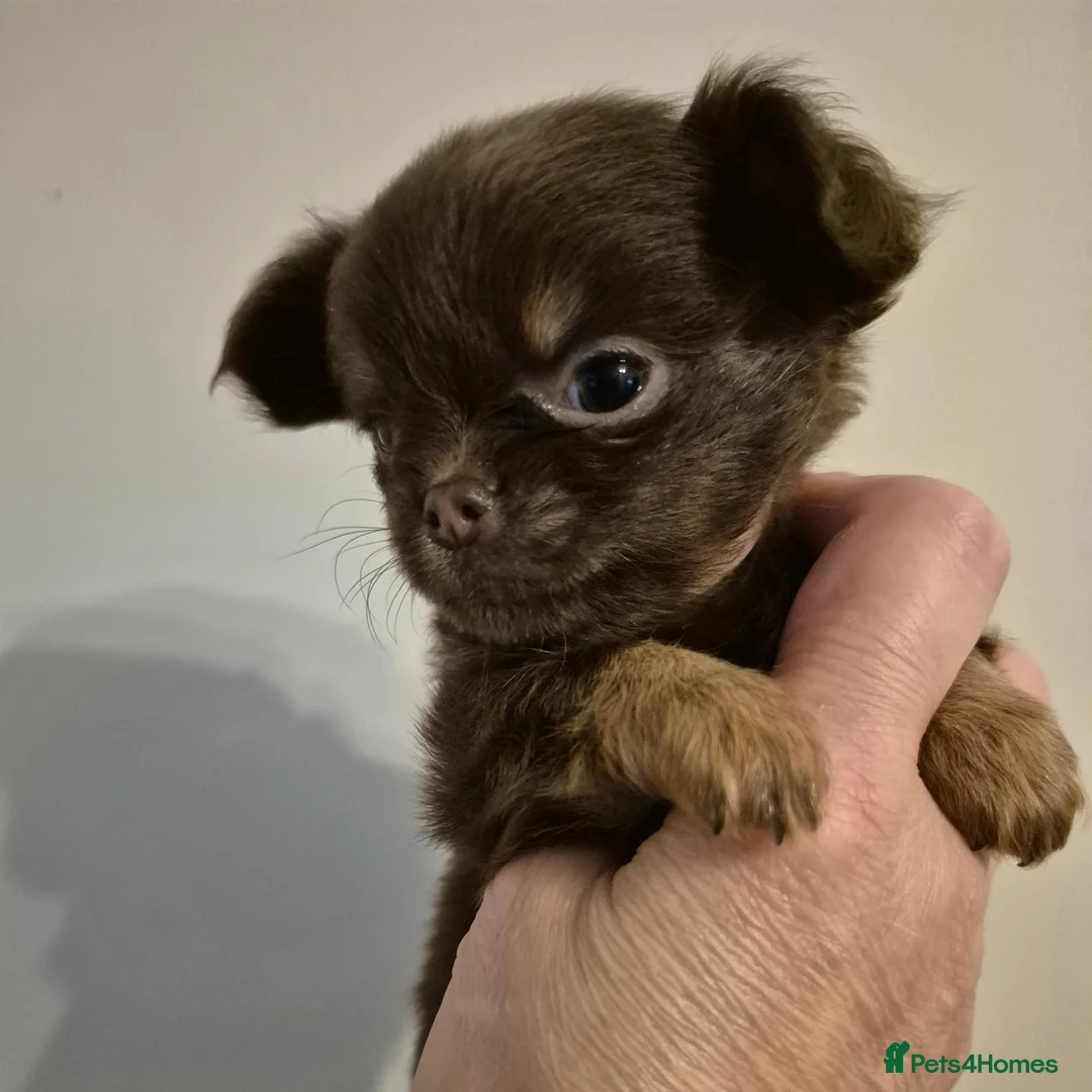 Chihuahua dogs for sale: Long coat KC puppies  - Advert 24