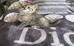 British Shorthair cats for sale: British shorthair kittens  - Image 36