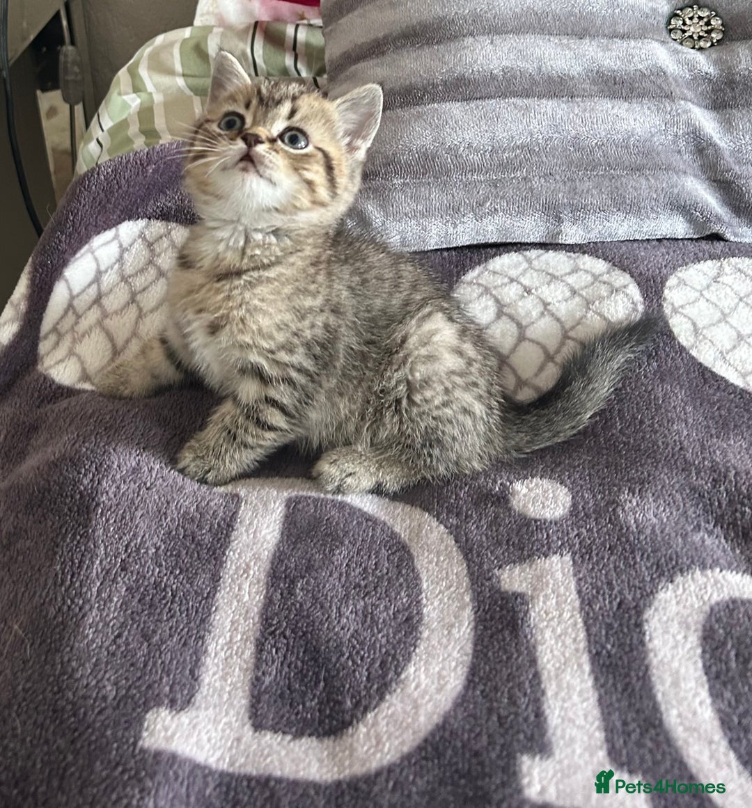 British Shorthair cats for sale: British shorthair kittens  - Image 36