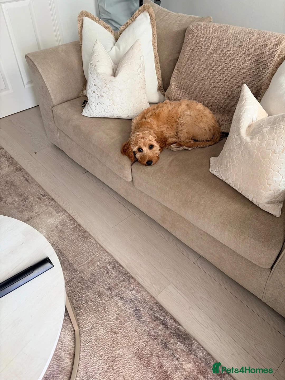 Cavapoo dogs for sale: Teddy - 6 month old Cavapoo  in Stoke-on-Trent - Advert 2