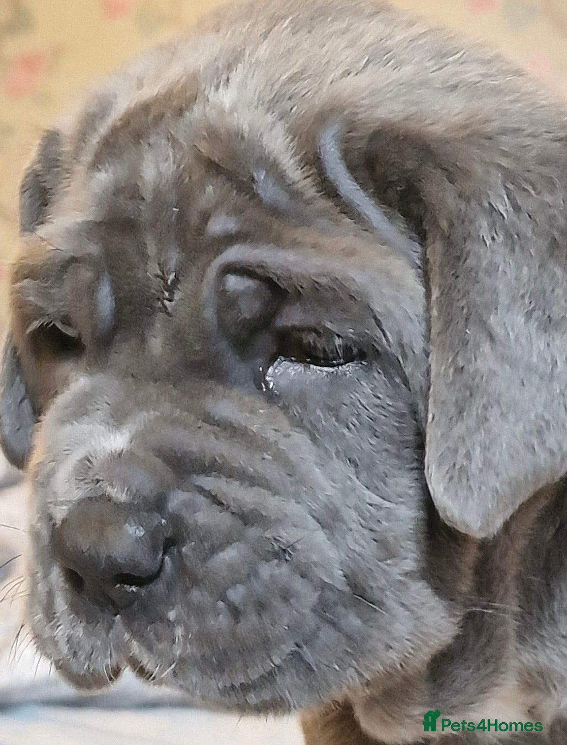 Neapolitan Mastiff dogs for stud: Neapolitan Mastiff Stud  - Advert 11
