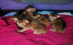 Abyssinian cats for sale: Last Pedigree abbysinian girl left! - Image 12