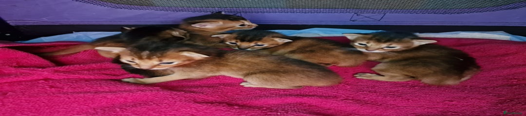 Abyssinian Kitten 5