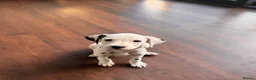 Dalmatian dogs for sale: 🖤 Ready now ONE BOY LEFT Dalmatian Puppies 🖤 - Advert 5