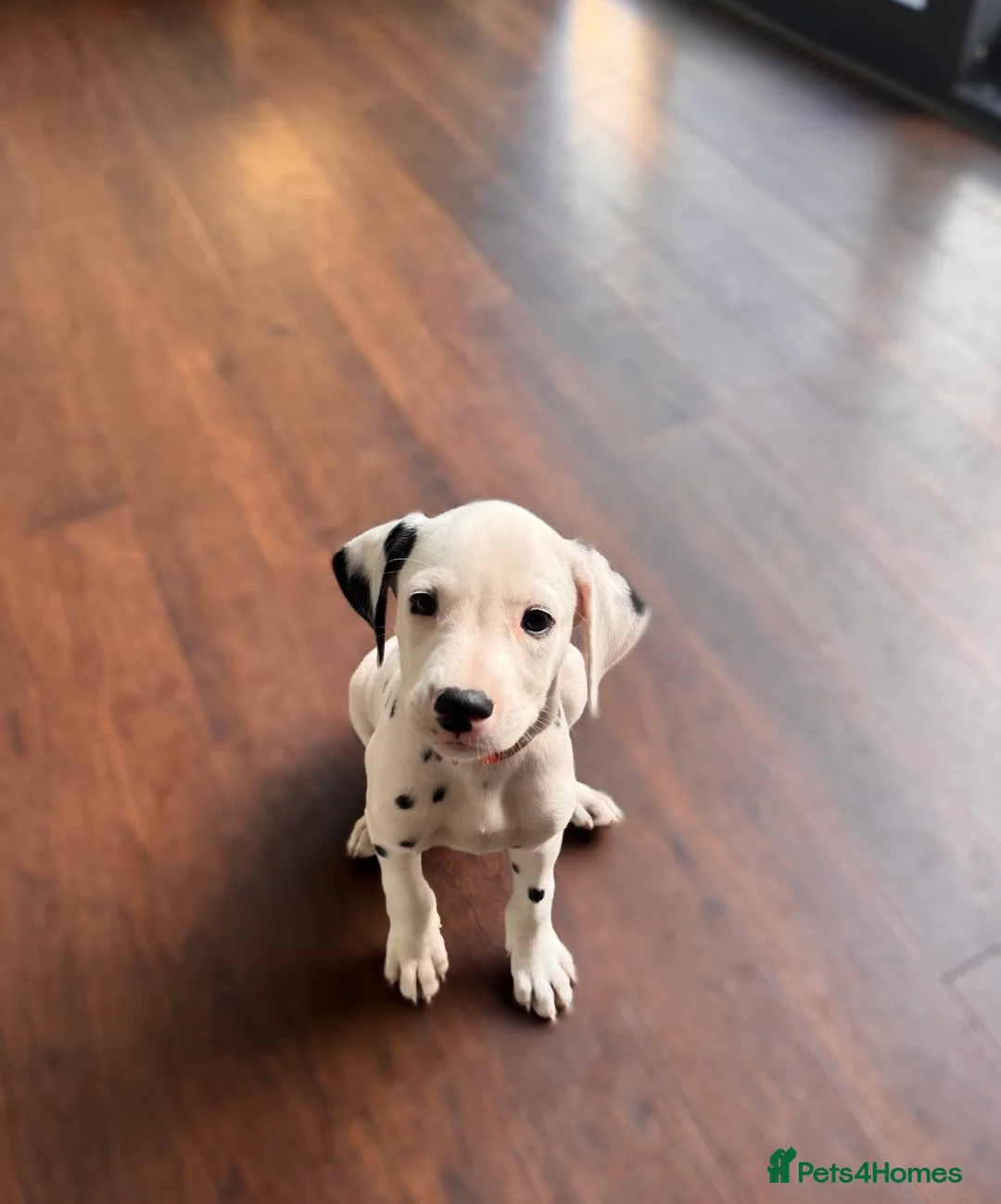 Dalmatian dogs for sale: 🖤 Ready now ONE BOY LEFT Dalmatian Puppies 🖤 - Advert 1