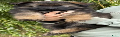 German Shepherd 1