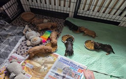 Cockapoo dogs for sale: Stunning f1b cockapoo puppies - Image 28