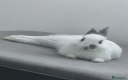 Netherland Dwarf rabbits for sale: Netherland Dwarf looking for amazing home - Image 3