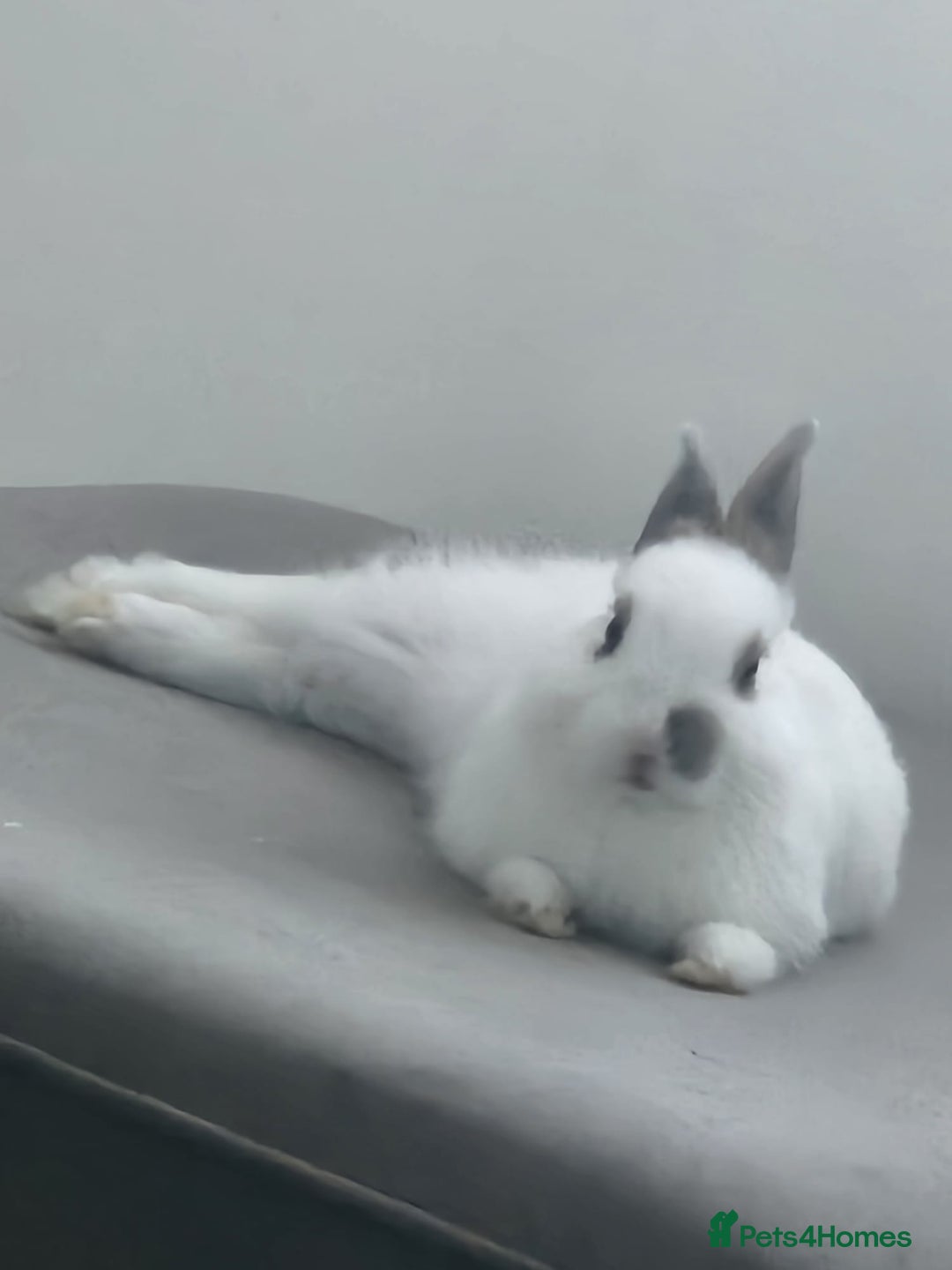 Netherland Dwarf rabbits for sale: Netherland Dwarf looking for amazing home - Image 3