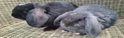 Mini Lop rabbits for sale: Bundle of fluffs ready to be reserved - Advert 8