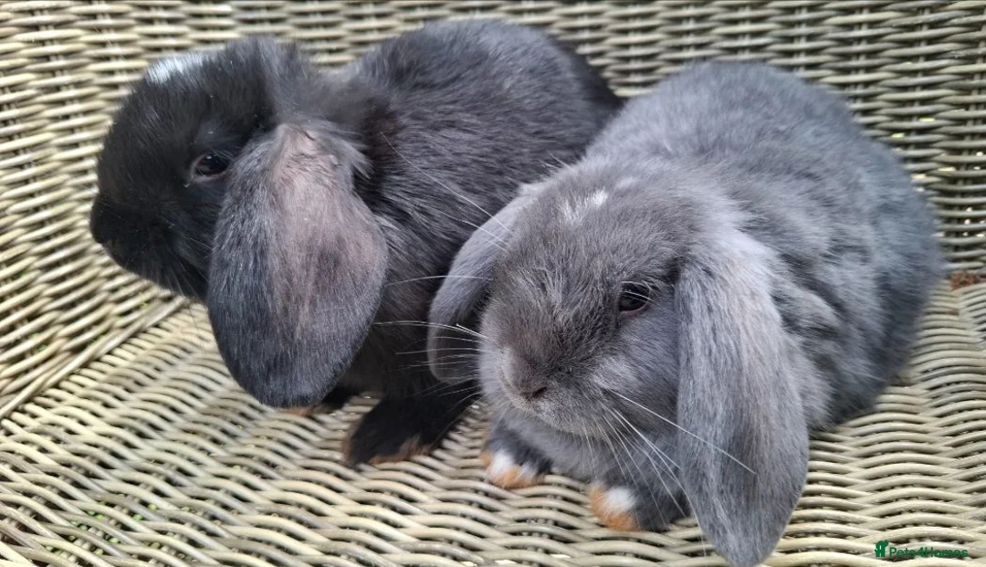 Mini Lop rabbits for sale: grey minlop doe for sale - Advert 2
