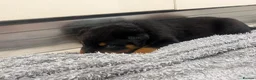 Rottweiler dogs for sale: KC Registered Rottweiler Puppies - Advert 20