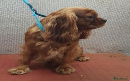 Cavalier King Charles Spaniel dogs for sale: 2 Cavalier king Charles puppies left - Image 29