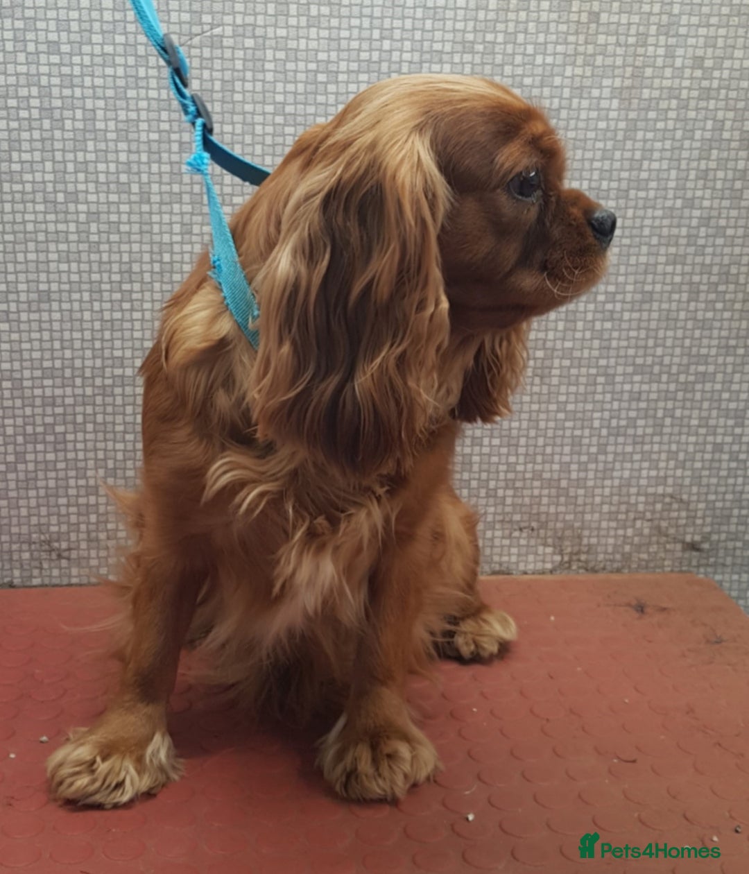 Cavalier King Charles Spaniel dogs for sale: 2 Cavalier king Charles puppies left - Image 29
