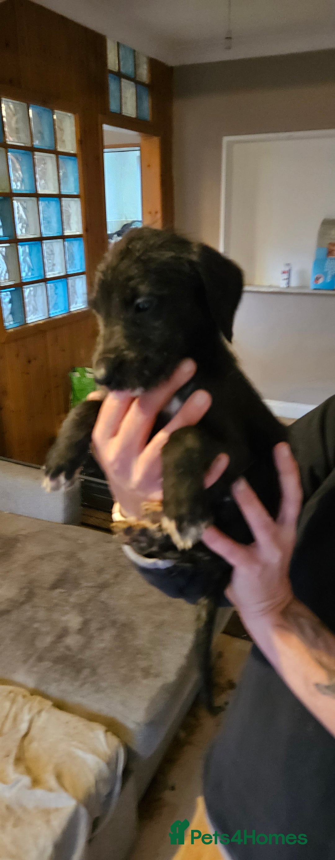 Mixed Breed dogs for sale: Lurcher x - Advert 6