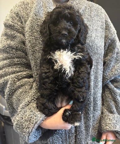 Cockapoo dogs - Advert 2