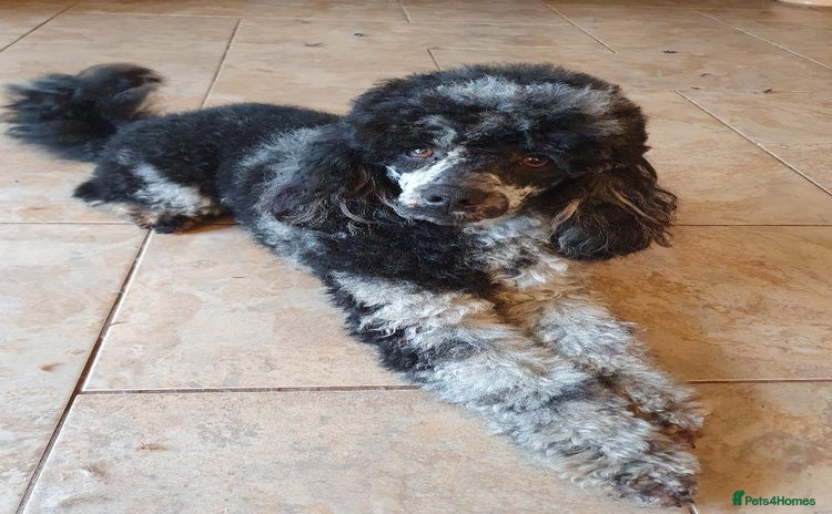 Poodle dogs Merle black & silver poodle for stud only . in Lincoln - Advert 2